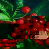 arbre_fruitier_farmboise.jpg