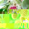 arbre_fruitier_framboisier.jpg