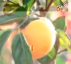 arbre_fruitier_kaki.jpg