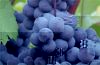 arbre_fruitier_raisins_01.jpg