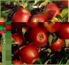 arbres_fruitiers_pommier.jpg