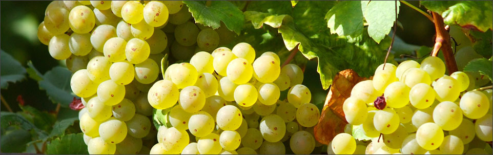 arbre_fruitier_raisin_blanc_01.jpg