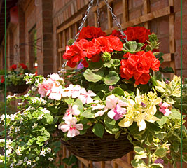fleurs_suspendues.jpg