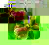 Orchid_e_06.jpg