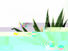 aloe vera leaves