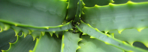 aloe-vera-feuilles.jpg