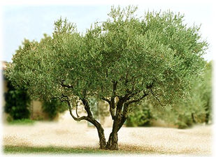 L'olivier dans le jardin - Bricolo Blogger | Bricolo Blogger
