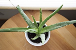 Aloe_vera_close_up_flowerpot_plant_succulent_table_thorns-1081507.jpg!d