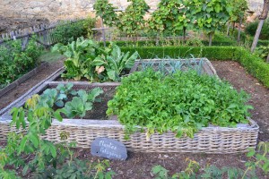 lawn-flower-herb-produce-backyard-soil