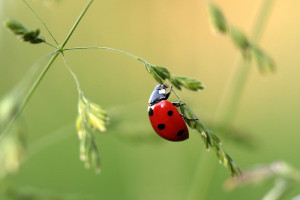 insectes utiles dans notre jardin