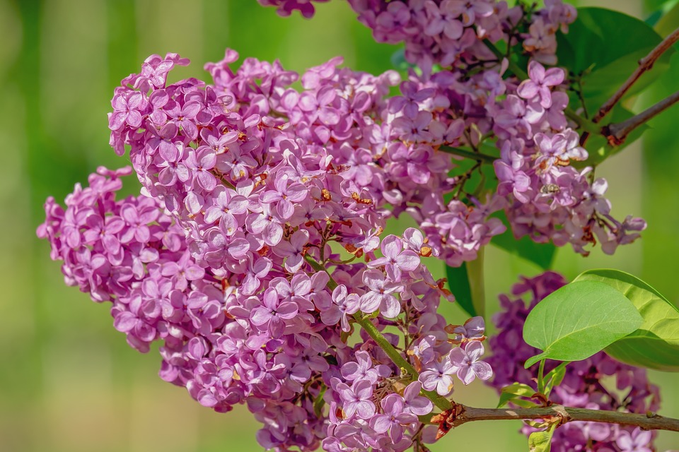 le lilas