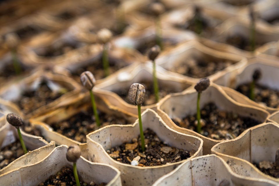 les jardineries en ligne