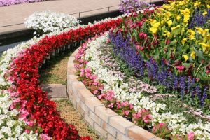 fleurs du jardin