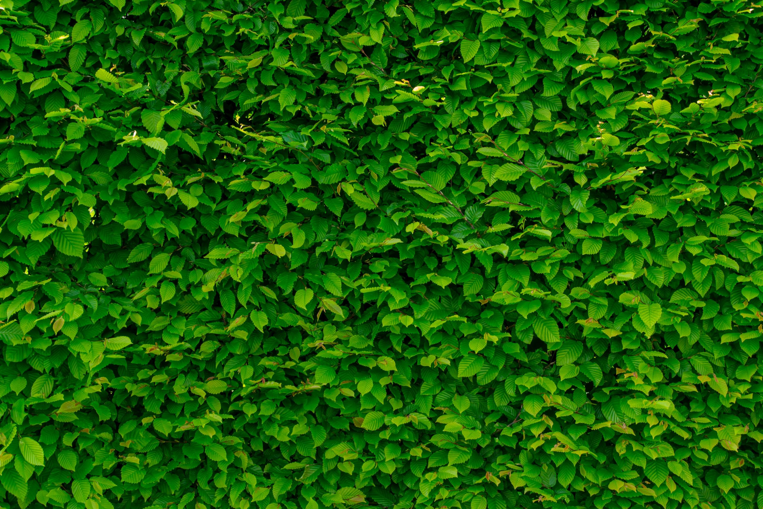 Isolation Phonique Jardin Bord De Route