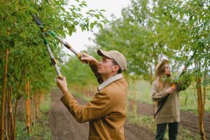 entretenir les arbres