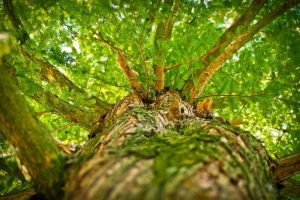 zoom sur la taille des arbres