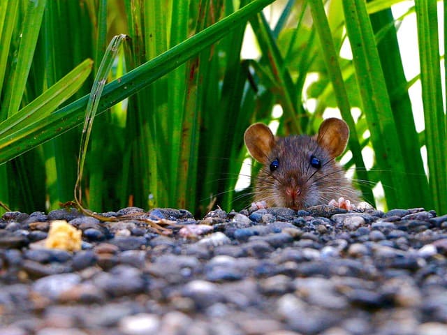 invasion de rats