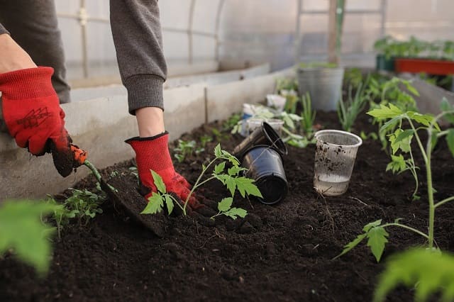 serre de jardin