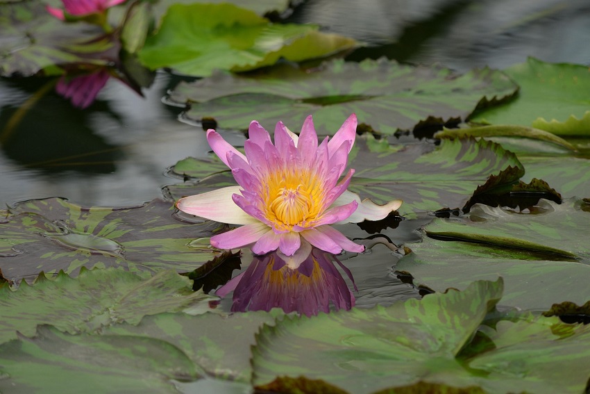 jardin aquatique