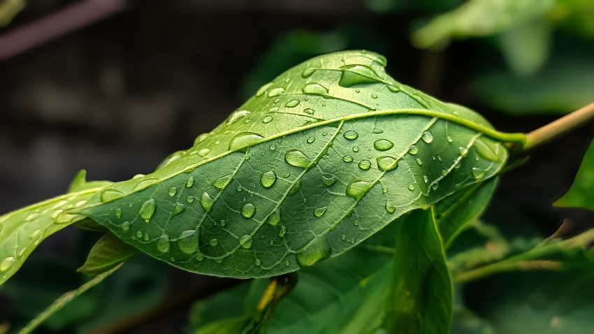 récupérateur d'eau de pluie